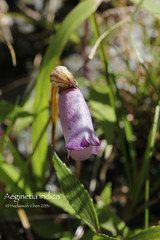 Aeginetia indica (Orobanchaceae)