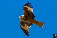 Red Kites 15th March 2018