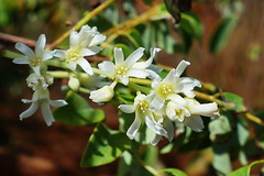 Connaraceae