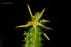 Echindnopsis montana (Apocynaceae)