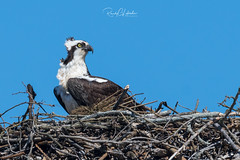 Osprey of the Jersey Shore | 2018