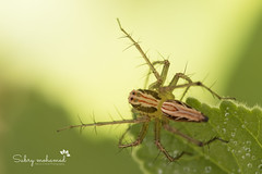 The Green Lynx Spider