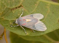 Mariposas - Moth