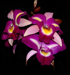 orchids #30 (full)