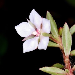 OCHNACEAE - Sauvagesia erecta
