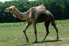 Camels Dromedary
