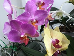 Orchids. Always Beyond Comparison 