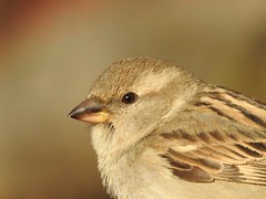 House Sparrow (Passer domesticus) Koduvarblane