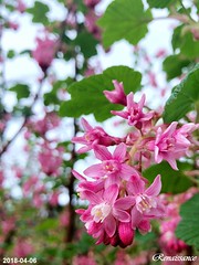 Blooming Red-flowering Currant