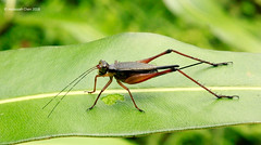 Nisitrus vittatus (Gryllidae)