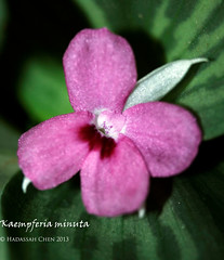 Kaempferia minuta (Zingiberaceae)