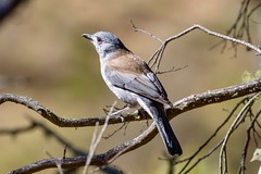 Birds Namadgi National Park