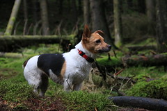 Doggies at Ticknock Wood