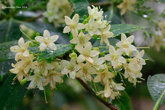 Cyrtophyllum fragrans (Gentianaceae)