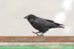 Common Raven - Corvus corax - Hrafn