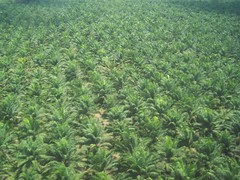 DILO: Palm Oil Plantations by C-Monster