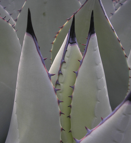 mescal barrel agave cactus by itucker