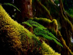 From the land of moss & ferns:  a Pacific Northwest rain forest