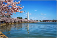 Washington Cherry Blossoms 2018