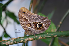 Panama - Papillons
