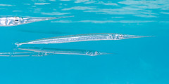 Belonidae (Needlefishes)