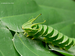 Polyura hebe plautus (Nymphalidae)
