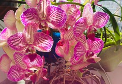 Orchid is an elegant and strange idea of ​​nature