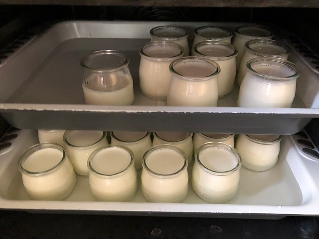 Les yaourts en incubation