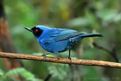 Ecuador Birds 2018