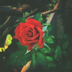 flowers: roses