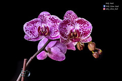 Orchids_201804