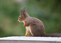Eichhörnchen / Squirrel