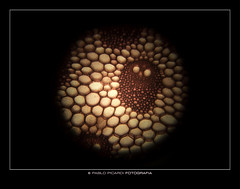 Fotografía Microscópica - Microscopic photography -  Микроскопическая фотография - 显微摄影