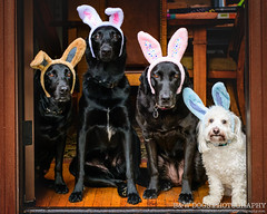 Easter Dogs