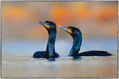 Cormorants, Anhinga