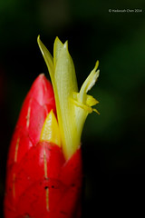 Costus stenophyllus (Costaceae)