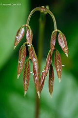 Eurema sari sodalis (Pieridae) from Singapore