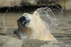 ijsberen/polar bears