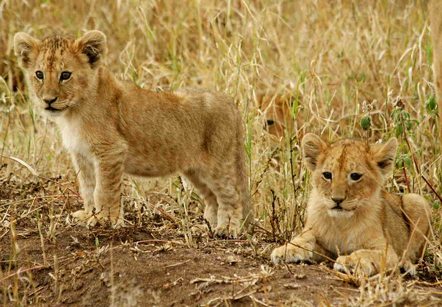 back from africa - lion cubs