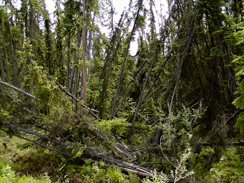 阿拉斯加費爾班克斯地區的「醉林」(drunken forests)。因地底永凍土融化，導致樹木像醉漢一樣東倒西歪。（圖片：ldrose）