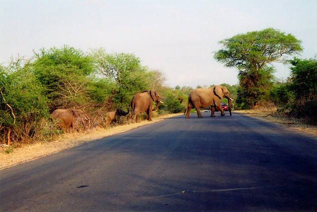 Elephants barge their way across the road