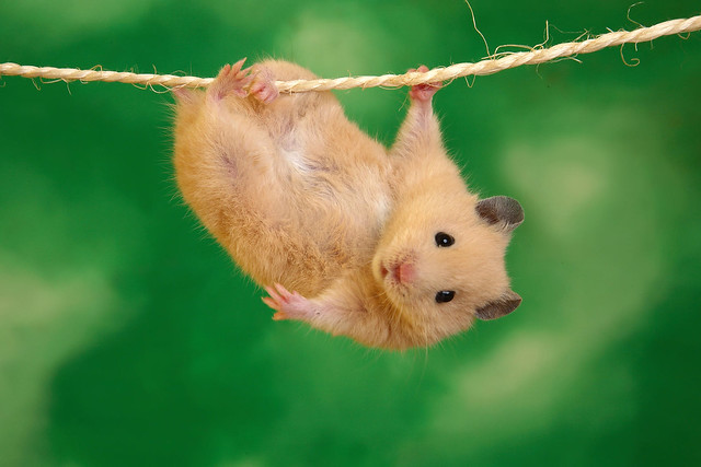 Hamster Hang in there