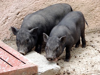 Two Little Black Pigs
