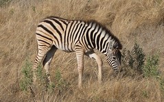 Plains Zebra  (14)