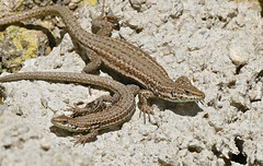 Catalan Wall Lizards (Podarcis liolepis)