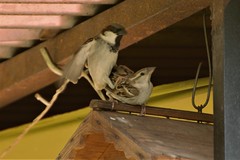 Courtship Ritual of the House Sparrows