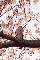 2018/3/30 恩田川の桜とツミ