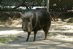Peccary Pig