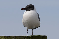Laughing Gull CNWR 18