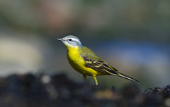 channel Wagtail